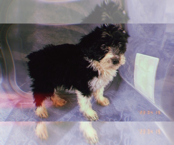Medium Photo #14 Aussiedoodle Miniature  Puppy For Sale in DURHAM, CT, USA