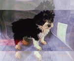 Small Photo #14 Aussiedoodle Miniature  Puppy For Sale in DURHAM, CT, USA