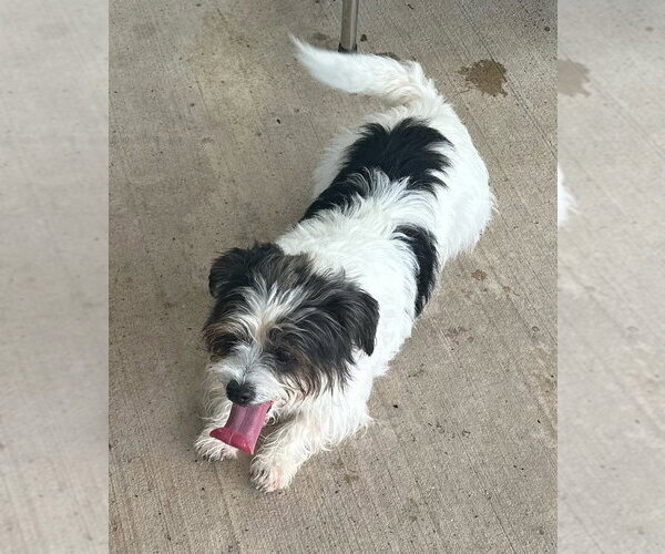 Medium Photo #4 Shih Tzu Puppy For Sale in Oak Bluffs, MA, USA