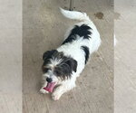 Small #3 Shih Tzu