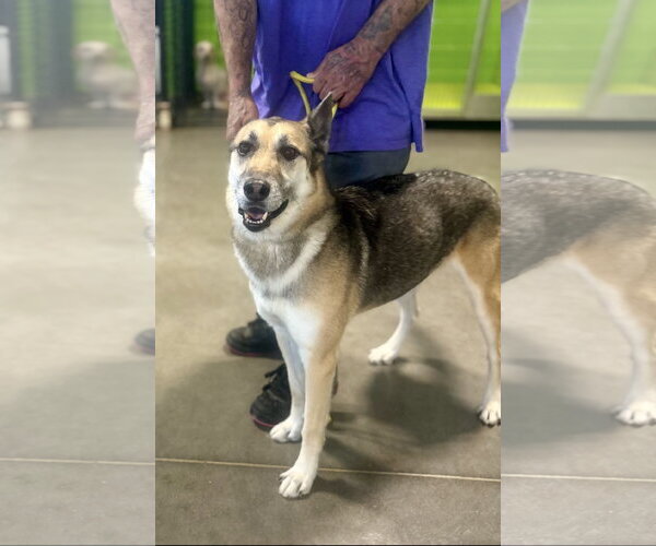 Medium Photo #4 German Shepherd Dog-Unknown Mix Puppy For Sale in Euless, TX, USA