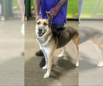 Small #3 German Shepherd Dog Mix