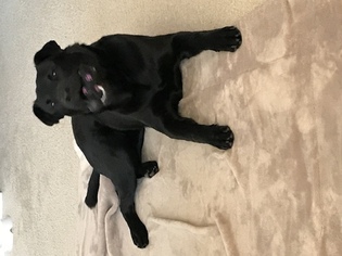 Labrador Retriever-Unknown Mix Puppy for sale in AURORA, CO, USA