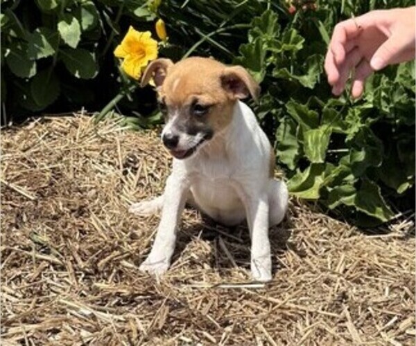 Medium Photo #5 Jack Russell Terrier Puppy For Sale in THORP, WI, USA