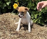 Small #4 Jack Russell Terrier