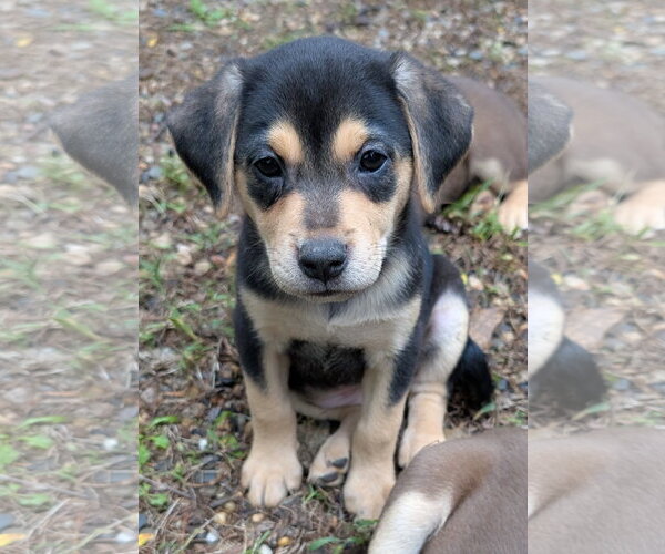 Medium Photo #1 Labrador Retriever-Unknown Mix Puppy For Sale in Des Moines, IA, USA