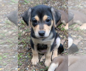 Labrador Retriever-Unknown Mix Dogs for adoption in Des Moines, IA, USA
