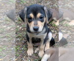 Rain - Female Labrador Retriever-Unknown Mix Dog for Adoption - Small photo