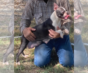Mother of the Boston Terrier puppies born on 06/18/2025