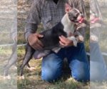 Small Photo #1 Boston Terrier Puppy For Sale in BEND, OR, USA