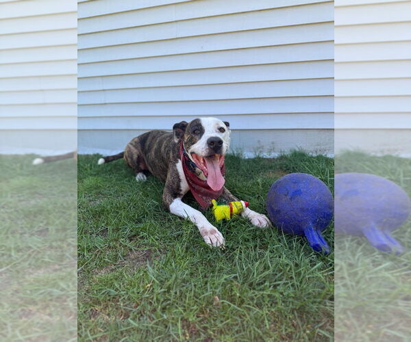 Medium Photo #7 American Pit Bull Terrier-Unknown Mix Puppy For Sale in Muskegon, MI, USA
