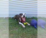 Small #6 American Pit Bull Terrier Mix