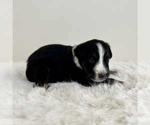 Medium Aussiedoodle Miniature -Miniature Bernedoodle Mix