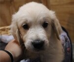 Puppy Alabaster English Cream Golden Retriever