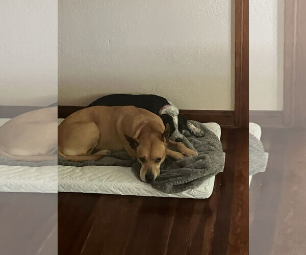 Medium Photo #7 Border Collie-Unknown Mix Puppy For Sale in Sanford, FL, USA