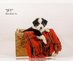 Australian Shepherd Puppy for sale in LA RUE, OH, USA