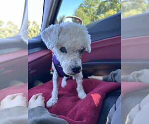 Otis - Male Maltese-Unknown Mix Dog for Adoption - Photo #2