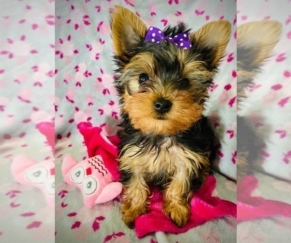 Medium Photo #5 Yorkshire Terrier Puppy For Sale in THE WOODLANDS, TX, USA