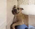 Small #2 American Pit Bull Terrier-Labrador Retriever Mix