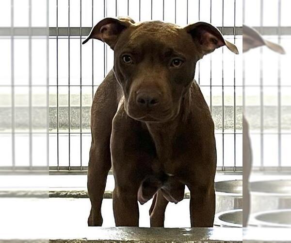 Medium Photo #2 American Staffordshire Terrier-Unknown Mix Puppy For Sale in San Antonio, TX, USA