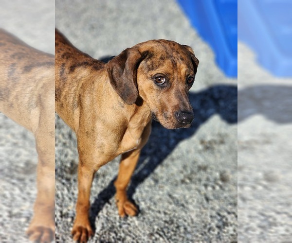 Medium Photo #3 Mutt Puppy For Sale in Shelburne, VT, USA