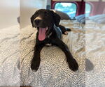 Small #2 Labrador Retriever Mix