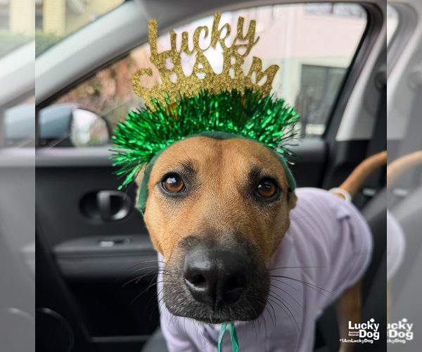 Medium Photo #9 Mutt Puppy For Sale in Washington, DC, USA