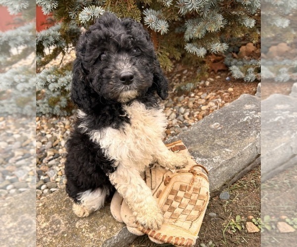 Medium Photo #4 Cockapoo (Toy) Puppy For Sale in MIDDLEBURY, IN, USA