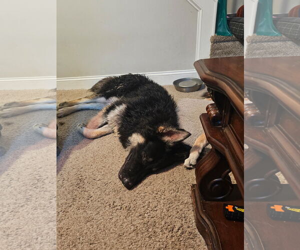 Medium Photo #4 German Shepherd Dog Puppy For Sale in New Hill, NC, USA