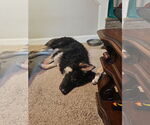 Small #3 German Shepherd Dog