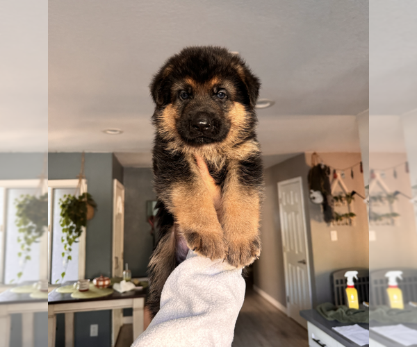 Medium Photo #1 German Shepherd Dog Puppy For Sale in RANCHO CORDOVA, CA, USA