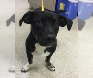 Mutt Dogs for adoption in Riverside, CA, USA