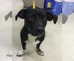 BANDIT - Male Mutt Dog for Adoption - Small photo