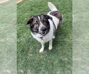Great Pyrenees-Unknown Mix Dogs for adoption in Plano, TX, USA