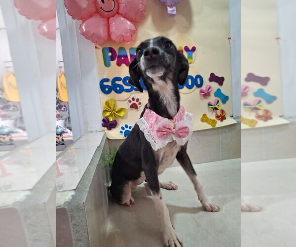 Medium Photo #2 Border Collie-Unknown Mix Puppy For Sale in Carrollton, TX, USA