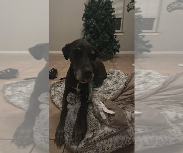 Medium Photo #3 Great Dane Puppy For Sale in Bullard, TX, USA