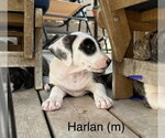 Small #1 Mutt