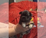 Small #8 French Bulldog