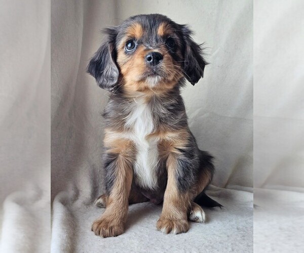 Medium Photo #4 Cavalier King Charles Spaniel-Miniature Australian Shepherd Mix Puppy For Sale in GILBERT, AZ, USA