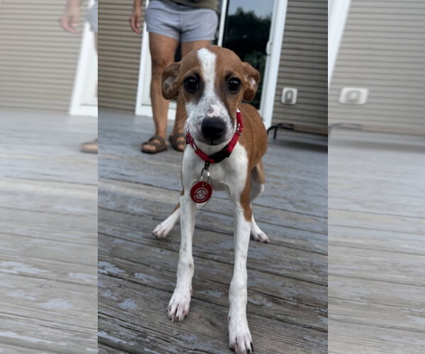 Medium Photo #1 Italian Greyhound-Unknown Mix Puppy For Sale in Wakefield, RI, USA