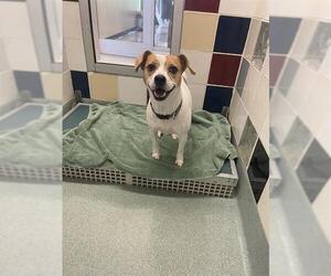 Beagle-Unknown Mix Dogs for adoption in Plano, TX, USA