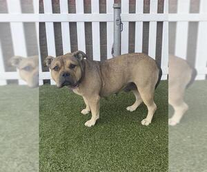 American Pit Bull Terrier Dogs for adoption in Modesto, CA, USA