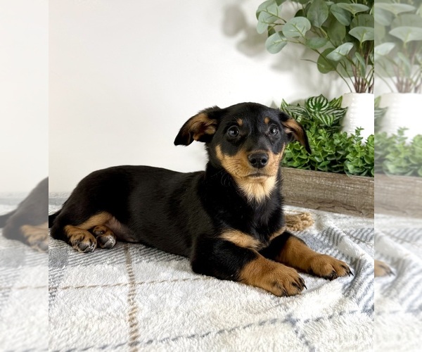 Medium Photo #5 Dorgi Puppy For Sale in GREENFIELD, IN, USA