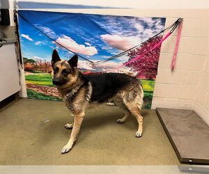German Shepherd Dog-Unknown Mix Dogs for adoption in Moreno Valley, CA, USA