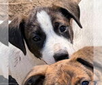 Small Photo #3 Mutt Puppy For Sale in Canton, CT, USA