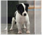 Small Border Collie Mix