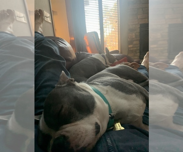 Medium Photo #1 Boston Terrier Puppy For Sale in PRAIRIE DU SAC, WI, USA