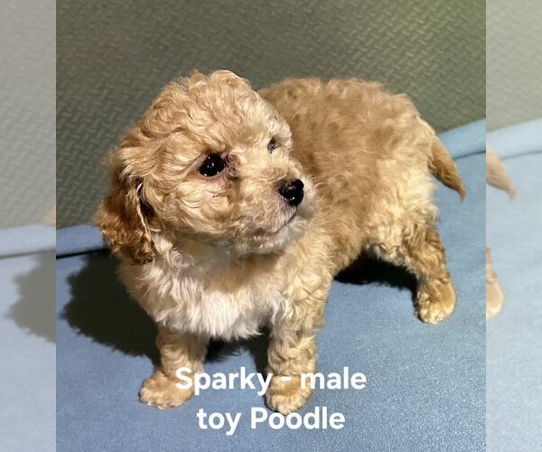 Medium Photo #1 Poodle (Toy) Puppy For Sale in CLARKRANGE, TN, USA