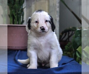Bernedoodle-Poodle (Miniature) Mix Puppy for sale in EAST EARL, PA, USA