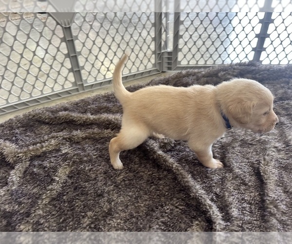 Medium Photo #5 Labradoodle Puppy For Sale in KIRKSVILLE, MO, USA